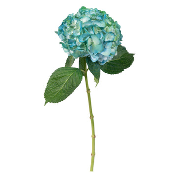 Hydrangea - Tinted Bicolor Blue and Green  - (35/50 stems)