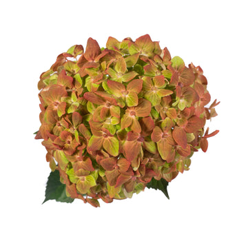 Hydrangea - Tinted Bicolor Christmas  - (35/50 stems)