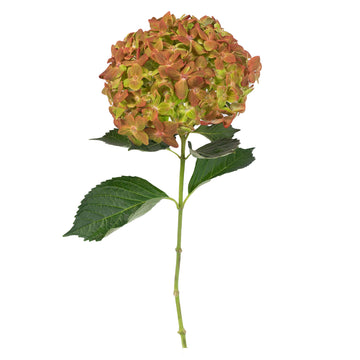 Hydrangea - Tinted Bicolor Christmas  - (35/50 stems)