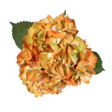 Hydrangea - Tinted Bicolor Green and Orange  - (35/50 stems)