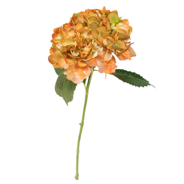 Hydrangea - Tinted Bicolor Green and Orange  - (35/50 stems)