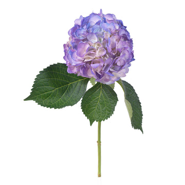 Hydrangea - Tinted Bicolor Lavender  - (35/50 stems)