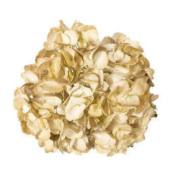 Hydrangea - Tinted Metal Gold  - (35/50 stems)