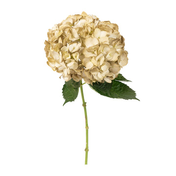 Hydrangea - Tinted Metal Gold  - (35/50 stems)