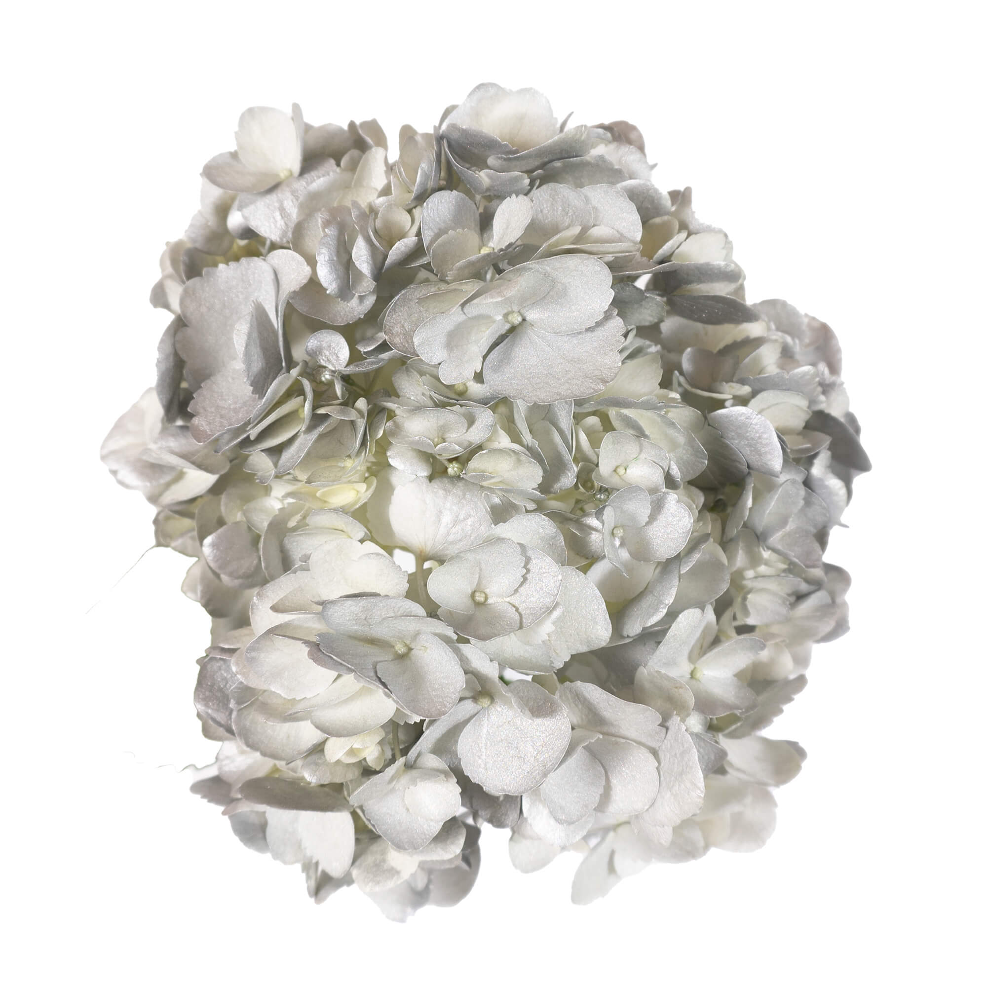 Hydrangea - Tinted Metal Silver  - (35/50 stems)