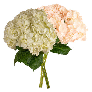 Hydrangea -  Small Box - White and Light Pink Mix  - (15 stems)