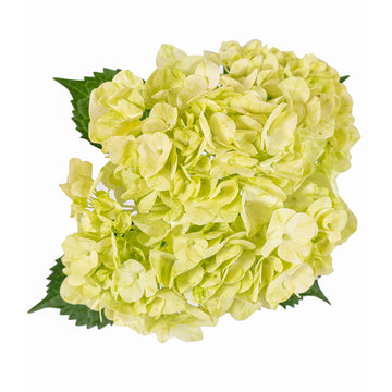 Hydrangea - Natural Lemon  - (35/50 stems)