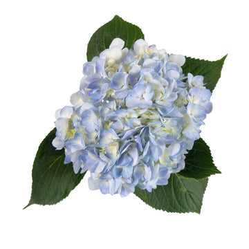 Hydrangea - Light Blue  - (35/50 stems)