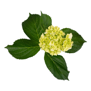 Hydrangea Mini Green - (90 stems)