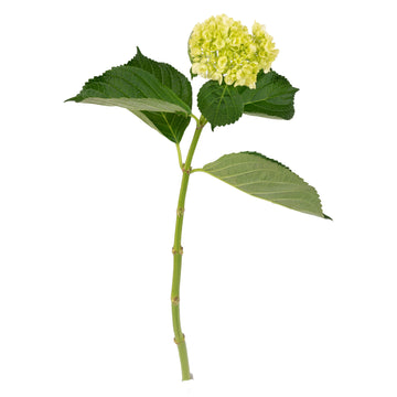 Hydrangea Mini Green - (90 stems)