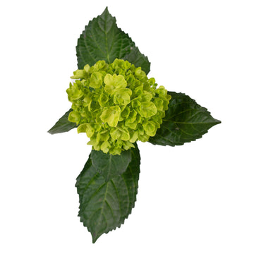 Hydrangea Mini Lemon - (90 stems)