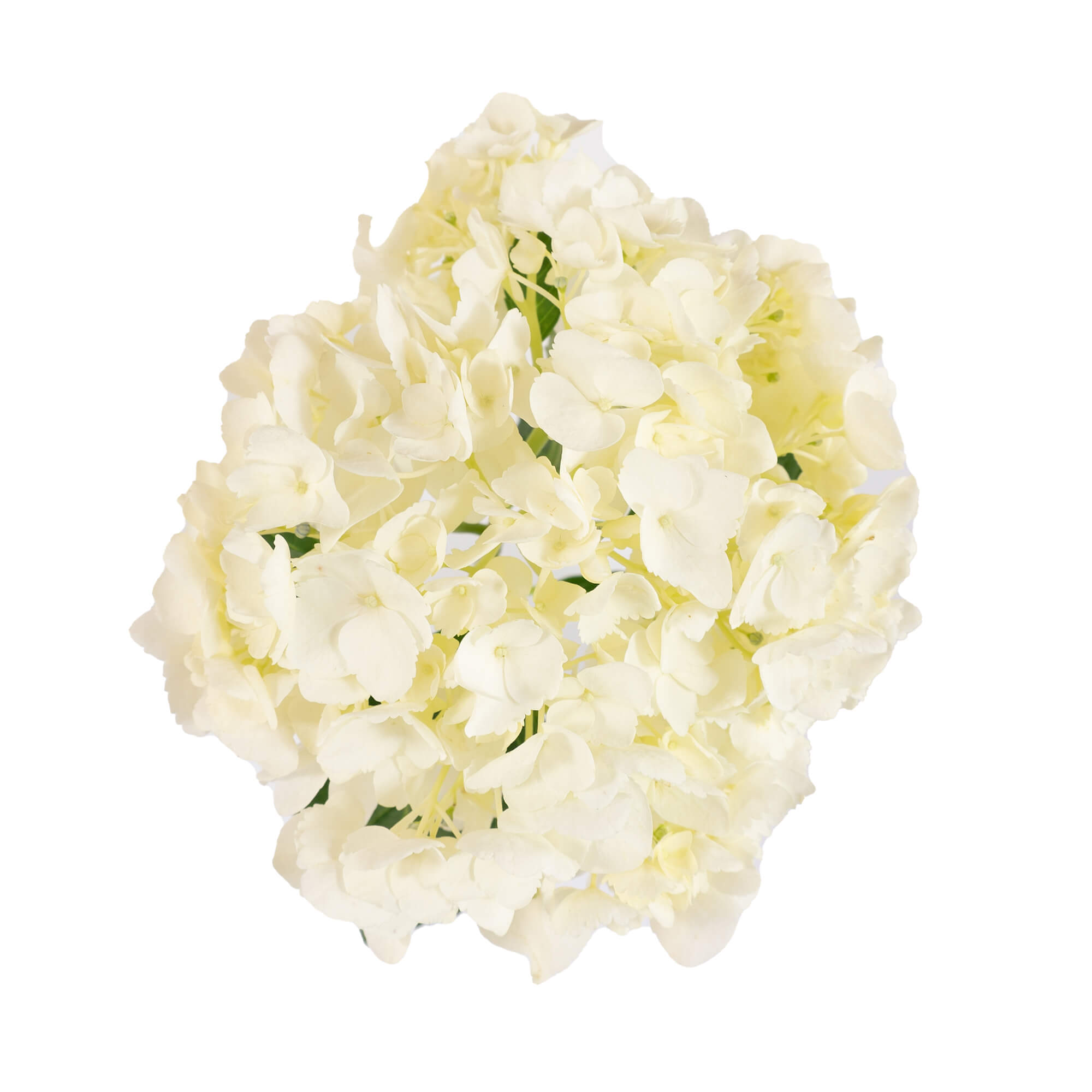 Hydrangea - Natural White - (35/50 stems)