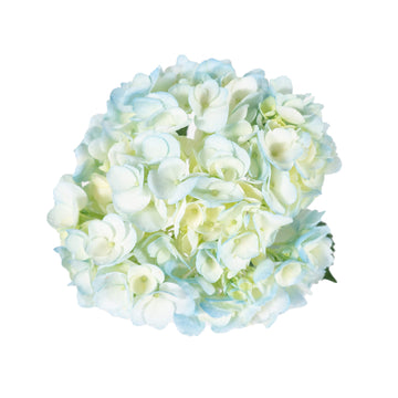 Hydrangea - Tinted Light Blue  - (35/50 stems)