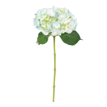 Hydrangea - Tinted Light Blue  - (35/50 stems)