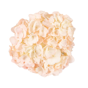 Hydrangea - Tinted Light Pink  - (35/50 stems)