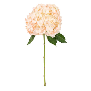 Hydrangea - Tinted Light Pink  - (35/50 stems)