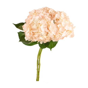 Hydrangea -  Small Box- Light Pink - (15 stems)