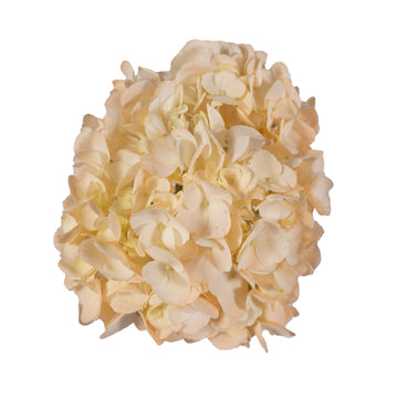 Hydrangea - Tinted Peach  - (35/50 stems)