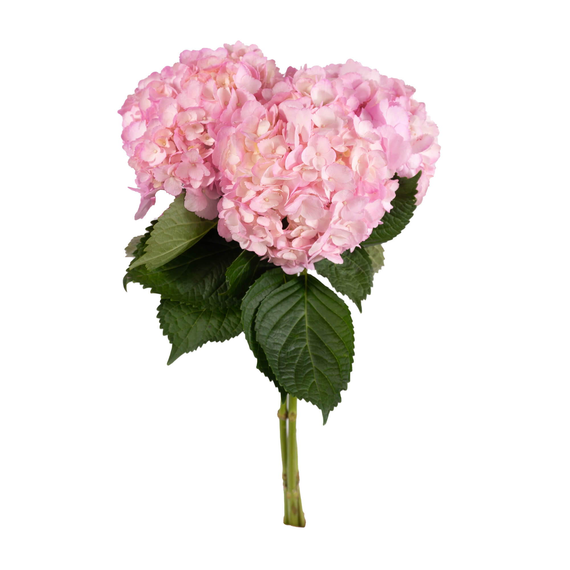 Hydrangea -  Small Box- Pink - (12/15 stems)